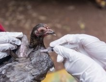 Baisse du risque Grippe aviaire