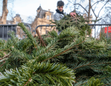 Recyclage des sapins de Noël à Chavigny