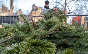 Recyclage des sapins de Noël à Chavigny